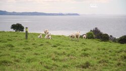 Meet the ecologist spreading her wings in New Zealand to save seabirds News Clip