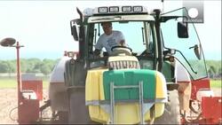 Report claims of link between animal health and GM crops News Clip