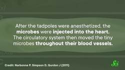 Can We Keep Neurons Active…with Algae? Instructional Video