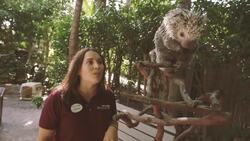 Find Out Why Porcupines Are Some of the Most Interesting Animals in the World Instructional Video