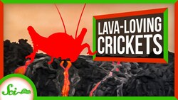 The Hardcore Crickets That Only Live on Bare Lava Instructional Video