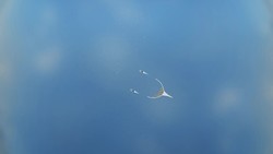 Ocean Cleanup Project heads for Great Pacific Garbage Patch Instructional Video