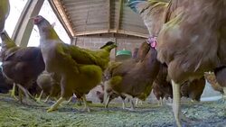 chicken creation farm animal Stock Footage