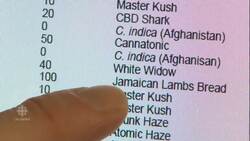 Weed strains: Marijuana marketing - spin or science? News Clip