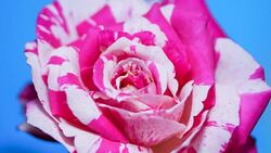 Rose flower blooming time lapse chroma key Stock Footage