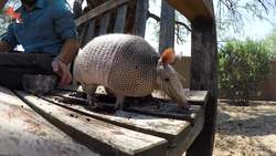 Armadillo Mealtime! Instructional Video