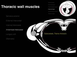 Anterior Thoracic wall Instructional Video