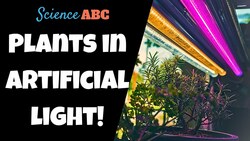 This Is What Happens When You Try To Grow A Plant In Artificial Light Instructional Video