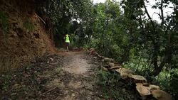 Woman trail runner running on tropical forest trail in the morning Stock Footage
