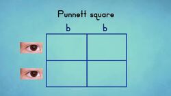 Punnett Squares Instructional Video