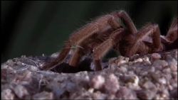 Tarantula World: Learn how tarantulas mate Instructional Video