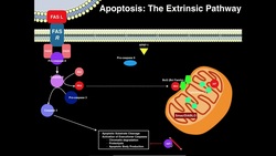 Apoptosis | The Extrinsic Pathway Instructional Video