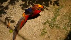Magnificent elegant male of Chinese Red Golden pheasant, Chrysolophus Pictus outdoors. Dazzling Conspicuous Handsome wild exotic bird with Spectacular Plumage and Colorful tail Feathers in real nature Stock Footage