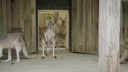 A Kangaroo Chiropractor Takes a Look at a Spinal Injury Instructional Video
