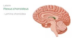 Plexus choroideus Instructional Video