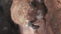 Inside Alberta's biggest bat cave News Clip
