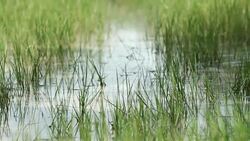 Tall grass in water meadows in 4K Stock Footage