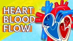 How Blood Flows Through the Heart Instructional Video