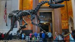 How to Visit NYC Museums & Galleries Instructional Video