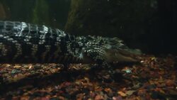 Even Alligators in South Carolina Need Enrichment! You Have to Check This Out Instructional Video