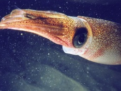 Animales simples: investigando a los moluscos Instructional Video