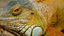 Sleeping dragon. Close-up portrait of a resting vibrant Lizard. Selective focus. Green Iguanas are native to tropical areas of Mexico, Central America, South America, and the Caribbean Stock Footage