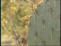 Adaptations of Desert Plants Instructional Video