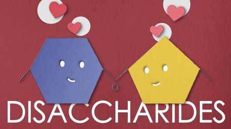 Meet the ADORABLE disaccharides - maltose, sucrose and lactose