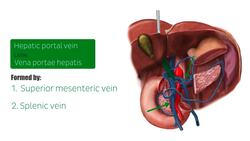 Hepatic portal vein Instructional Video