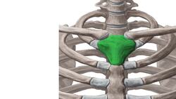 Sternohyoid muscle Instructional Video