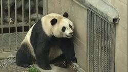 Scientists find pandas have their own language News Clip