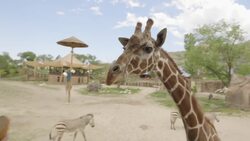 The Creative Ways Zookeepers Have Found to Give Animals Medicine Instructional Video