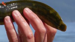 IT"S ALIVE! Pac-Man of the Sea? Instructional Video