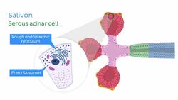 Parotid gland histology Instructional Video