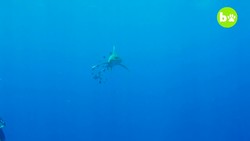 I Survived A Shark Attack Instructional Video