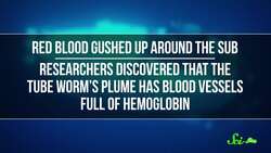 This Worm's Gut Has No Way In or Out Instructional Video