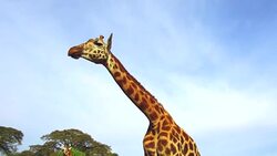 couple of giraffes in savannah at africa Stock Footage