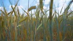 The field of rye growing in a farm field. Stock Footage