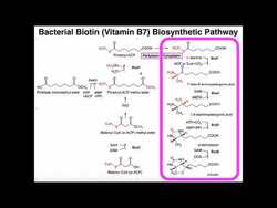 Biotin Biosynthesis in Bacteria Instructional Video
