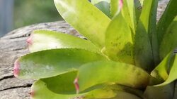 Plant growths on dry wood. Stock Footage