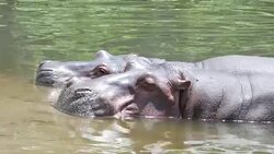 animal worldwide , hippopotamus Stock Footage