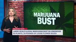 City officials seize 93 marijuana plants, 24 pounds of loose cannabis flower from Bronx apartment News Clip