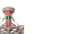 Thyrohyoid muscle Instructional Video