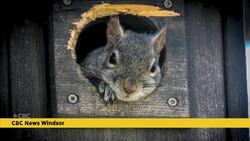 These international high school students on what surprised them about Windsor News Clip