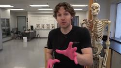 Understanding Stomach Anatomy and Capacity Instructional Video