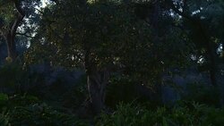 WIDE ANGLE OF TREE WITH GOLDEN APPLES OR FRUIT. LUSH FOREST WITH MIST. FERNS AND PLANTS. COULD BE GARDEN OF EDEN OR PARADISE. Stock Footage