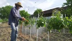 Man with hat or vintner spraying pesticides on vineyard Stock Footage