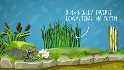 I WONDER - What Animals Live In Wetlands? Instructional Video