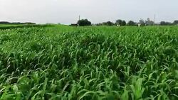 Fresh sorghum crop field. Stock Footage