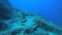 Lionfish and Sea Turtle Stock Footage